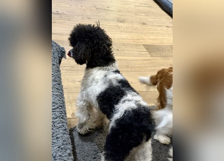 Harlekin Zwergpudel Deckrüde (kein Verkauf)