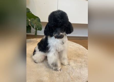 Harlekin Zwergpudel Deckrüde (kein Verkauf)