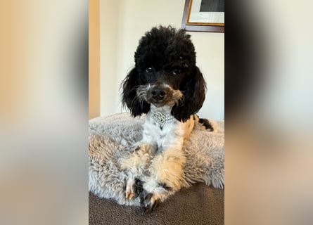 Harlekin Zwergpudel Deckrüde (kein Verkauf)