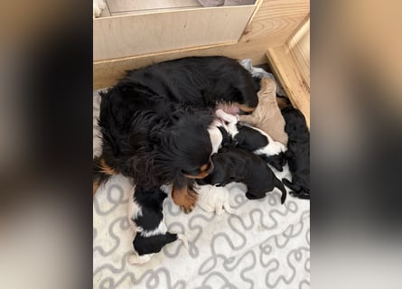 Harlekin Zwergpudel Deckrüde (kein Verkauf)