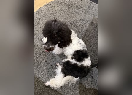 Harlekin Zwergpudel Deckrüde (kein Verkauf)