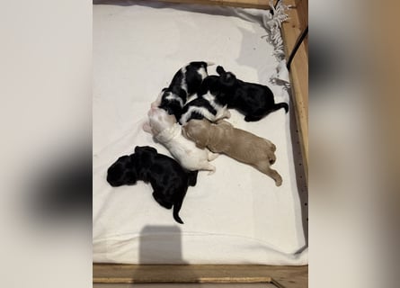 Harlekin Zwergpudel Deckrüde (kein Verkauf)