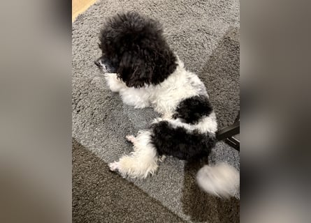 Harlekin Zwergpudel Deckrüde (kein Verkauf)