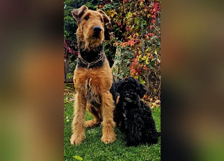 Traum in Schwarz. Junge Zwergpudelhündin.