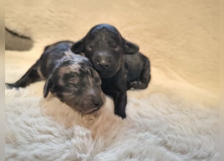 Zauberhafte Zwergpudel Prinzen