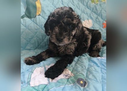 Zauberhafte Zwergpudel Prinzen