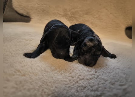 Zauberhafte Zwergpudel Prinzen