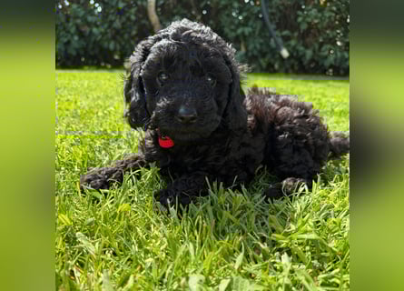 Zauberhafte Zwergpudel Prinzen