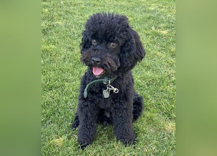 Zauberhafte Zwergpudel Prinzen