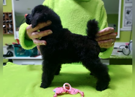 Schwarze Schmusemaus sucht neuen Wirkungskreis