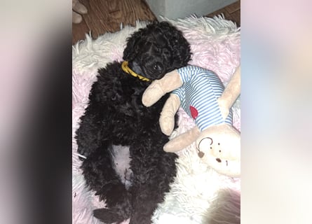 Schwarze Schmusemaus sucht neuen Wirkungskreis