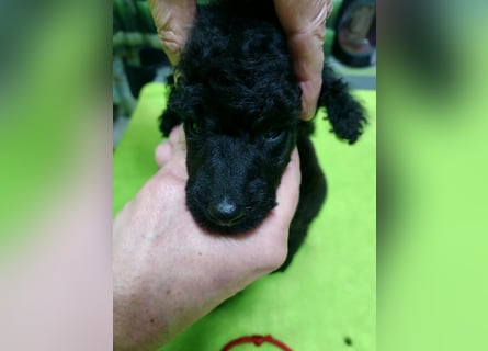 Schwarze Schmusemaus sucht neuen Wirkungskreis