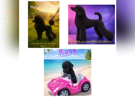 Schwarze Schmusemaus sucht neuen Wirkungskreis