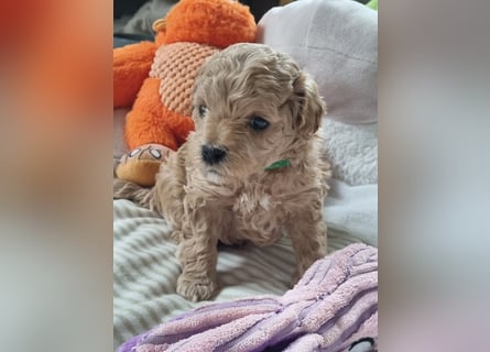 Zwergpudel welpen in fawn/aprikot 