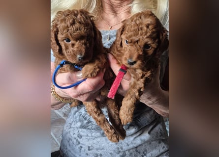 Zwergpudelwelpen in der Farbe fawn (apricot)