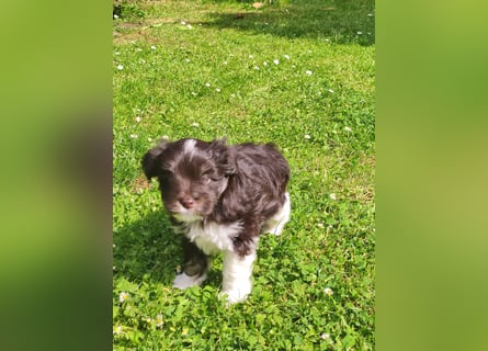 American zwergschnauzer BRUNO