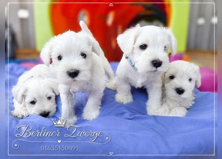 Zwerschnauzer Welpen weiß