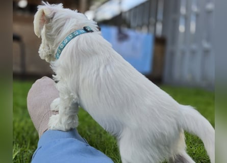 Zwerschnauzer Welpen weiß
