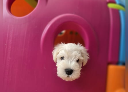 Zwerschnauzer Welpen weiß