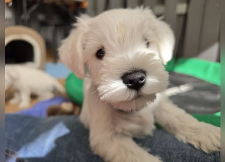 Zwerschnauzer Welpen weiß