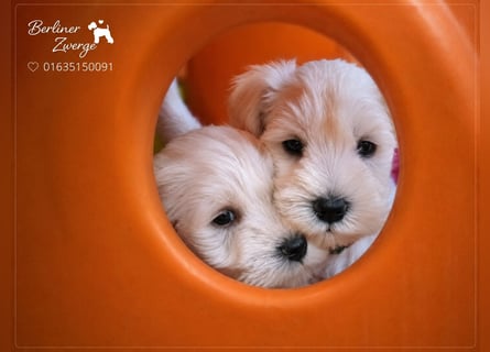Zwerschnauzer Welpen weiß