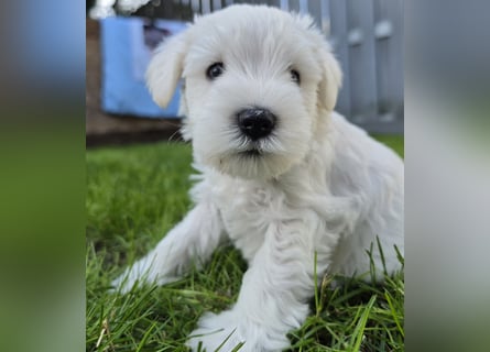 Zwerschnauzer Welpen weiß