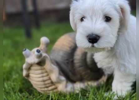 Zwerschnauzer Welpen weiß