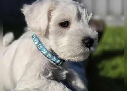 Zwerschnauzer Welpen weiß