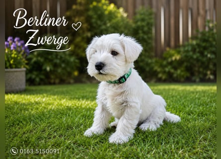 Zwerschnauzer Welpen weiß