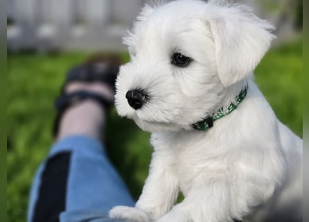 Zwerschnauzer Welpen weiß