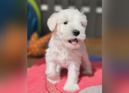 Zwerschnauzer Welpen weiß