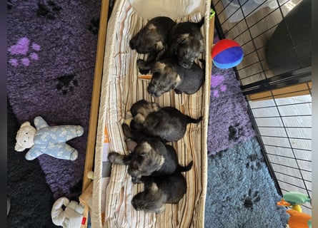 Championzucht Zwergschnauzer pfeffer/salz