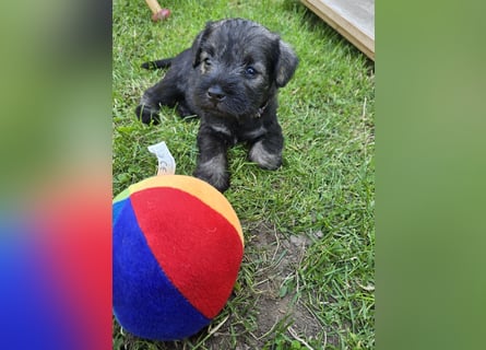 Championzucht Zwergschnauzer pfeffer/salz