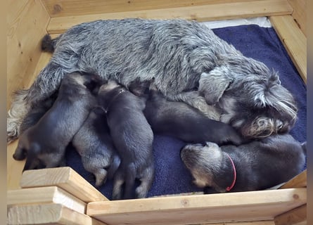 Championzucht Zwergschnauzer pfeffer/salz