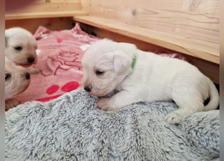 Unsere Zwergschnauzer-Welpen in weiß sind da! Ab 10.11.26 auszugsbereit