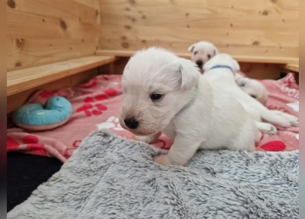 Unsere Zwergschnauzer-Welpen in weiß sind da! Ab 10.11.26 auszugsbereit