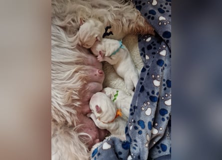 Unsere Zwergschnauzer-Welpen in weiß sind da! Ab 10.11.26 auszugsbereit