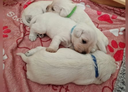 Unsere Zwergschnauzer-Welpen in weiß sind da! Ab 10.11.26 auszugsbereit