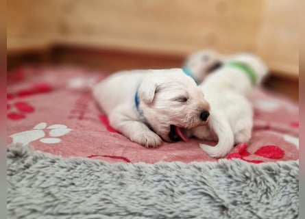 Unsere Zwergschnauzer-Welpen in weiß sind da! Ab 10.11.26 auszugsbereit