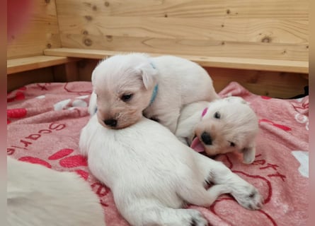 Unsere Zwergschnauzer-Welpen in weiß sind da! Ab 10.11.26 auszugsbereit