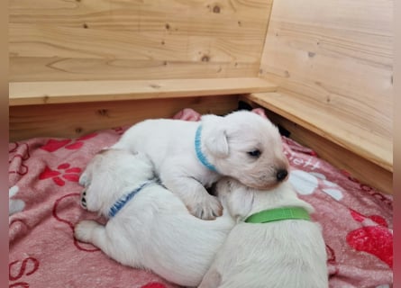 Unsere Zwergschnauzer-Welpen in weiß sind da! Ab 10.11.26 auszugsbereit