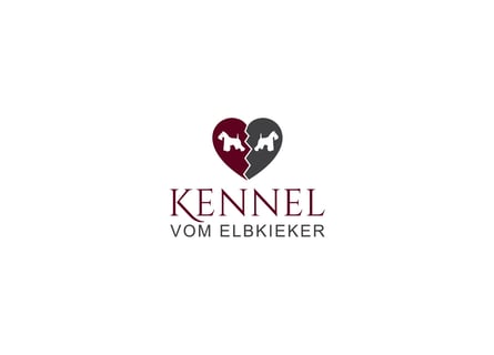 Unsere Zwergschnauzer-Welpen in weiß sind da! Ab 10.11.26 auszugsbereit