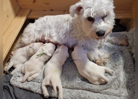 Unsere Zwergschnauzer-Welpen in weiß sind da! Ab 10.11.26 auszugsbereit