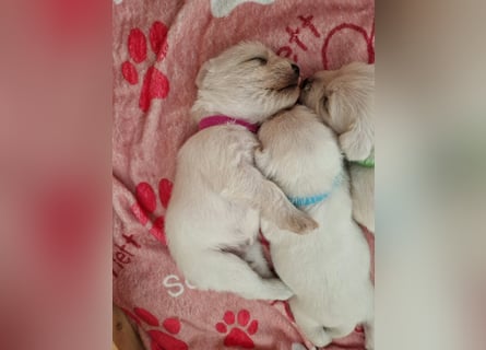 Unsere Zwergschnauzer-Welpen in weiß sind da! Ab 10.11.26 auszugsbereit