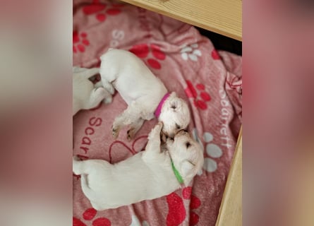 Unsere Zwergschnauzer-Welpen in weiß sind da! Ab 10.11.26 auszugsbereit