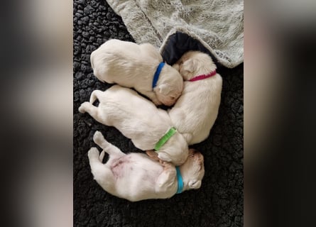 Unsere Zwergschnauzer-Welpen in weiß sind da! Ab 10.11.26 auszugsbereit