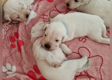 Unsere Zwergschnauzer-Welpen in weiß sind da! Ab 10.11.26 auszugsbereit