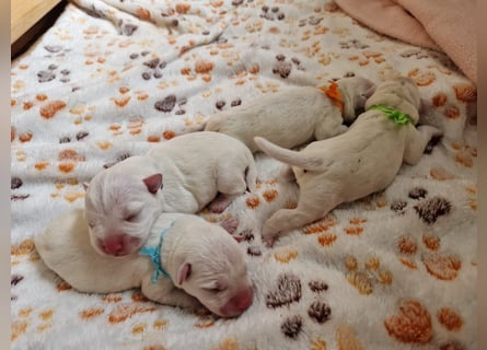 Unsere Zwergschnauzer-Welpen in weiß sind da! Ab 10.11.26 auszugsbereit