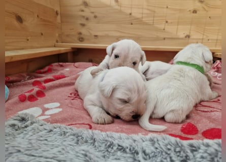 Unsere Zwergschnauzer-Welpen in weiß sind da! Ab 10.11.26 auszugsbereit