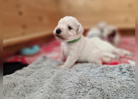 Unsere Zwergschnauzer-Welpen in weiß sind da! Ab 10.11.26 auszugsbereit